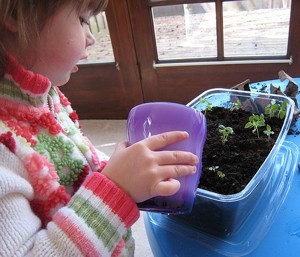 Window Herb Planter