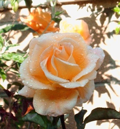 Peach colored rose.