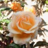 Peach colored rose.