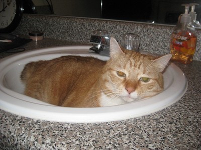 Cat in sink.
