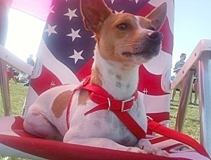 Chico (Jack Russel - Terrier Mix)