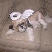 Treasure (Shih Tzu) - dog wearing an angel costume.