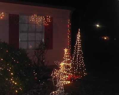 Lighted trees.