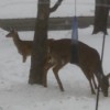 deer at bird feeder