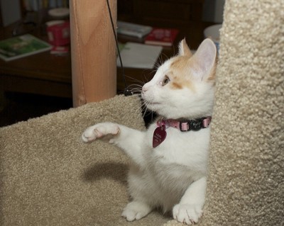 kitten with pink collar