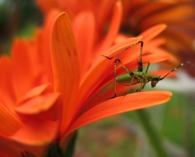 Insect on orange flower.