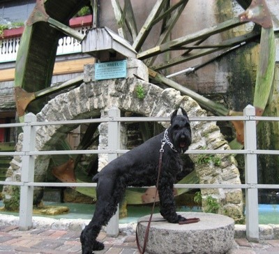 Giant Schnauzer