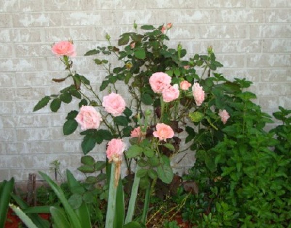 Pink roses blooming next to a wall.