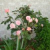Pink roses blooming next to a wall.