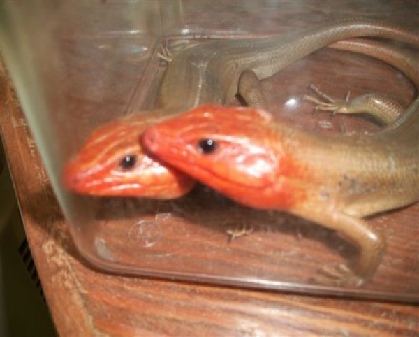 Closeup of two skinks.