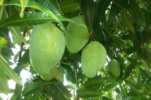 Mango Tree