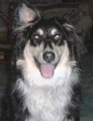 Annie (Australian Shepherd)