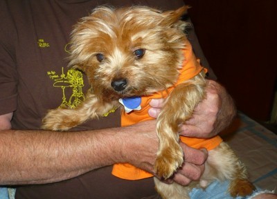 Penny-Candy (Yorkshire Terrier)