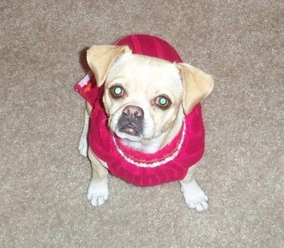 Pug in red dress