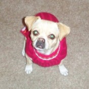 Pug in red dress