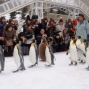 A row of marching penguins in Hokkaido, Japan.
