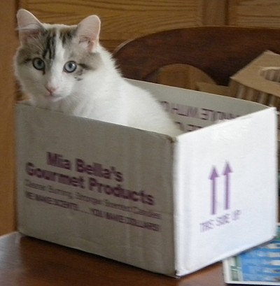 KeKe in a box.