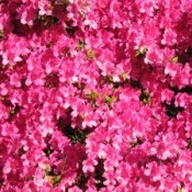 pink azalea plant