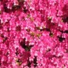 pink azalea plant