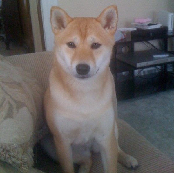 Foxy (Shiba Inus)