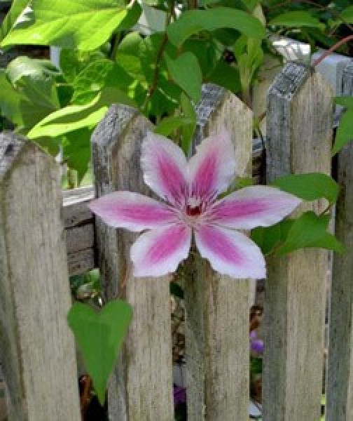 A flower growing through the fence.