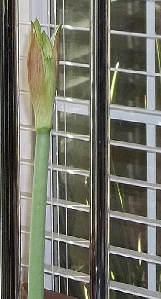 A white and pink amaryllis blossom.