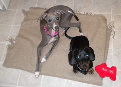 Italian Greyhound with dachshund