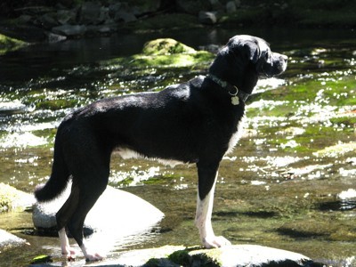 Side view of Mason on rocks near stream.