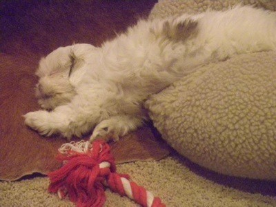 Shih Tzu falling out of a dog bed.