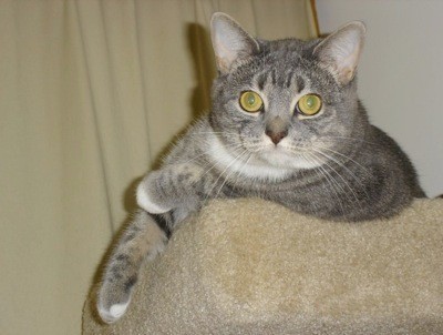 Bella (Domestic Shorthair)