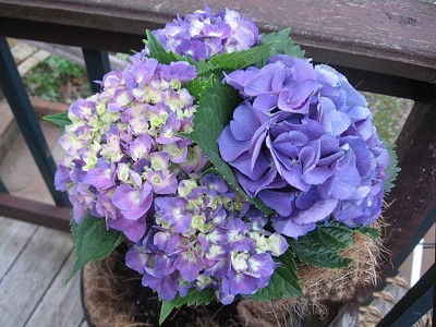 hydrangea flowers