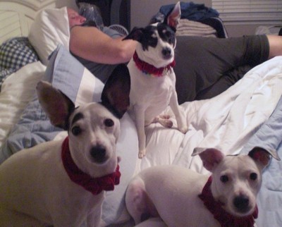 Toby, Ty, and Tiny (Fox Terriers)