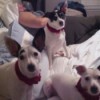 Toby, Ty, and Tiny (Fox Terriers)