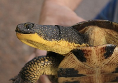 Closeup of turtle's head.