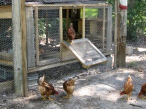 Homemade Chicken Coop