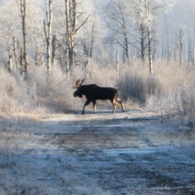 Closeup of moose crossing a dirt road.