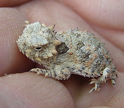 Baby Horned Toad