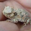 Baby Horned Toad