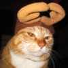 Cat wearing hat with antlers.