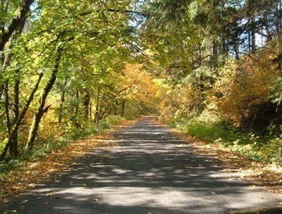 deciduous forest road