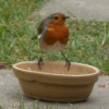 European robin on a planter.