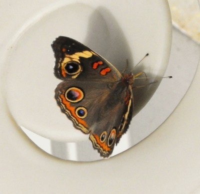 Closeup of a butterfly