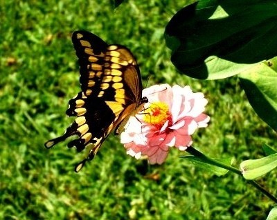Black and yellow butterfly on pink flower.
