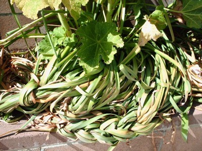 Flower leaves from a bulb that have been braided to keep them neat.