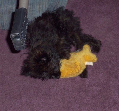 Playing on the floor with a toy.