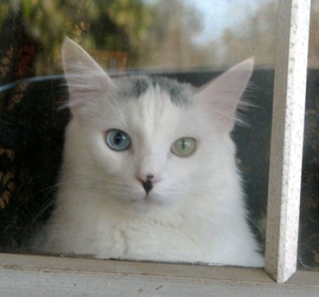 Merlin at the window.