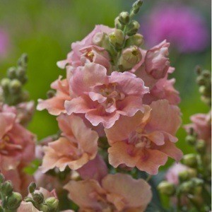 snapdragon 'Twinny Peach'