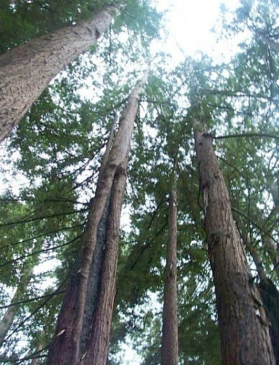 Scenery (Big Sur, CA)