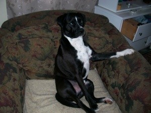 Paco sitting in chair with paw on arm.