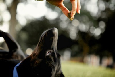 Dog getting treat.